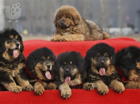 PoulaTo: Pedigree  male and female Tibetan Mastiff  puppies for rehoming